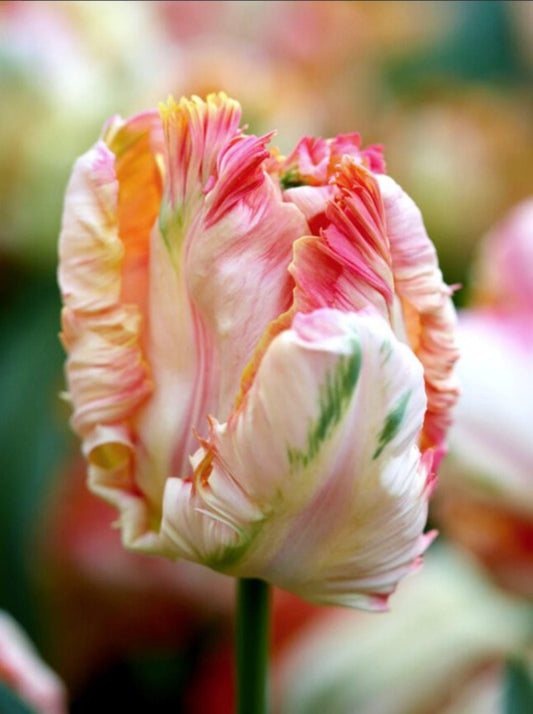 Parrot tulip bulbs for Fall planting - spring perennial flowers for hardiness zone 3-8