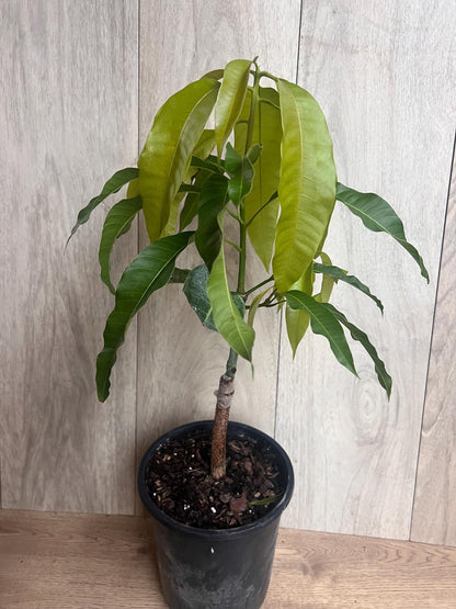 Grafted, Orange Sherbet  Mango Tree. grafted in 1/2  gallon pot, dwarf mango