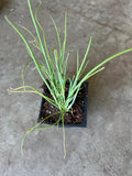 a bunch of 15 bare roots organic green onions/or live 20 plants in a 4” pot.  Green Chinese (ShanDong) Onion,  Allium Fistulosum