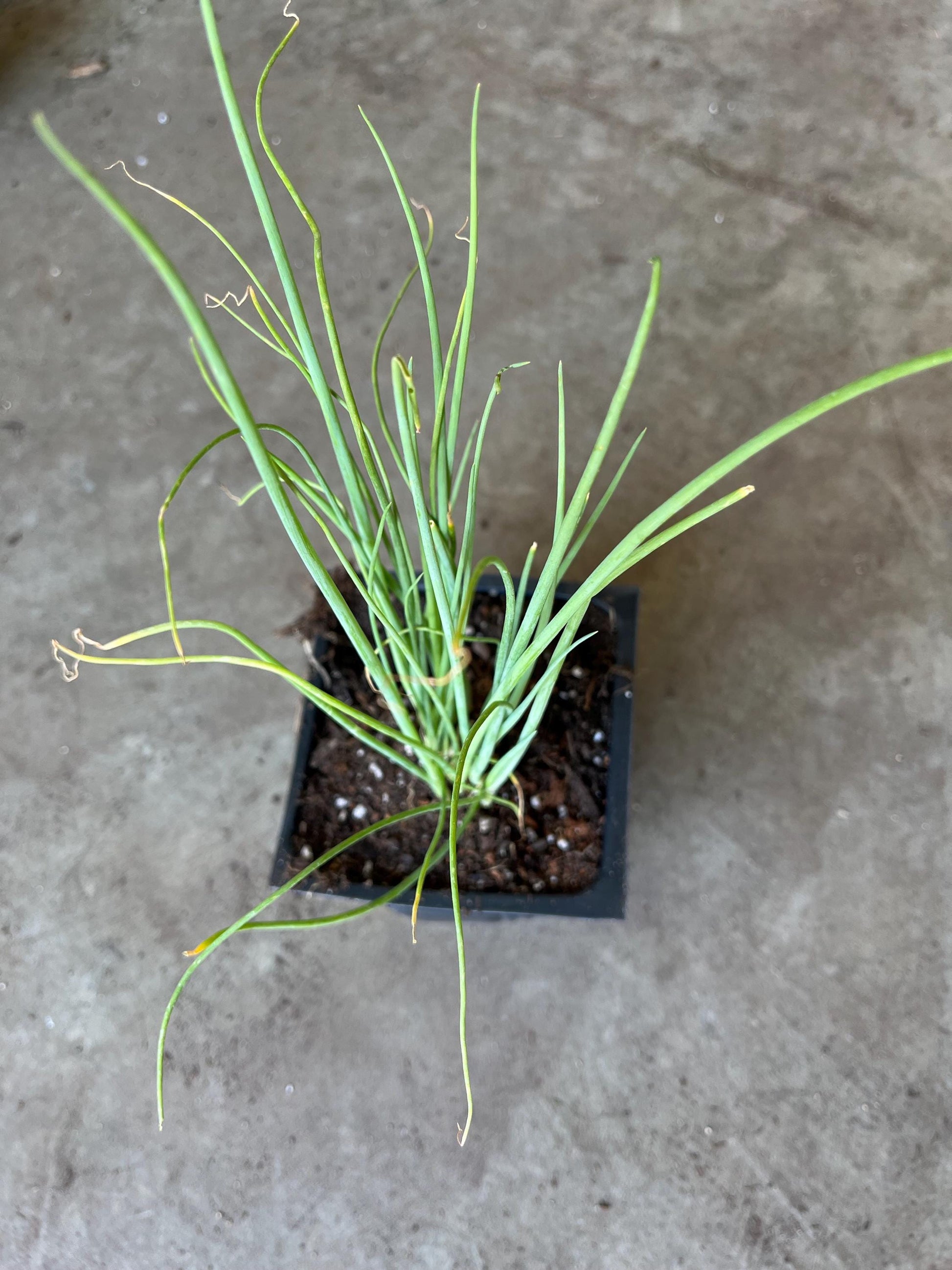 a bunch of 15 bare roots organic green onions/or live 20 plants in a 4” pot.  Green Chinese (ShanDong) Onion,  Allium Fistulosum
