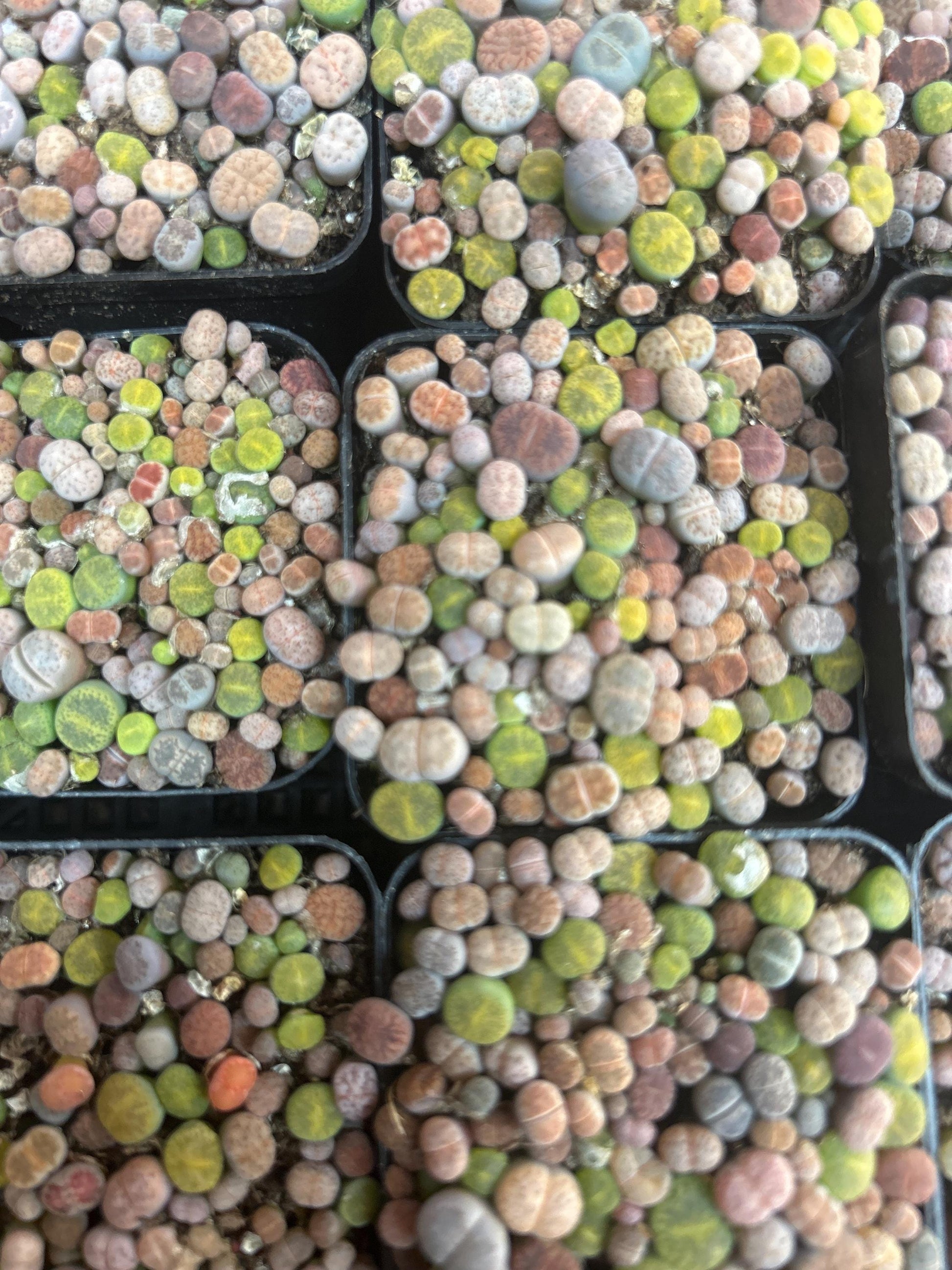 baby lithops full in the 2 inches pot .about 50-70pc.shipping with pot and soil. read description before purchasing it