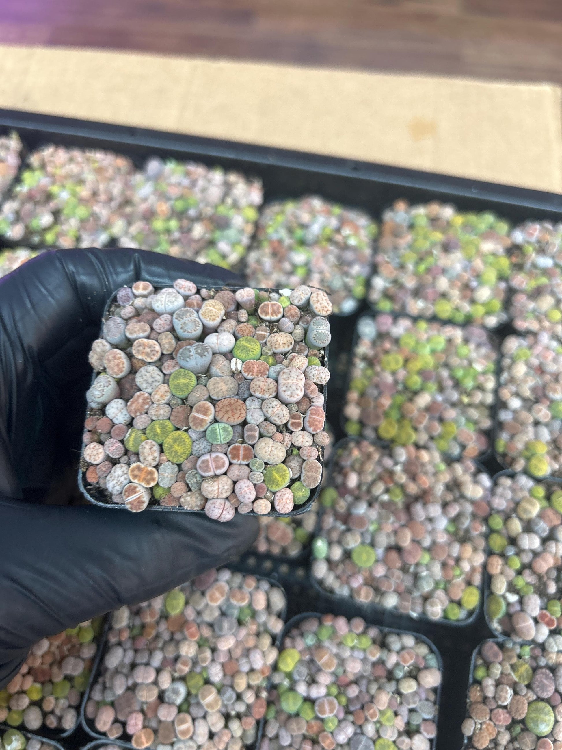 baby lithops full in the 2 inches pot .about 50-70pc.shipping with pot and soil. read description before purchasing it