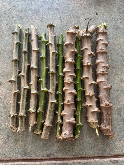 lot 5 or 10  Yuca or cassava  cutting / Cây sắn (cây khoai mỳ) - Organic grow