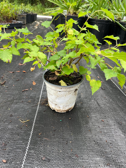 Mojo Dwarf Mulberry Tree: Compact Patio Fruit Tree (4" Pot)