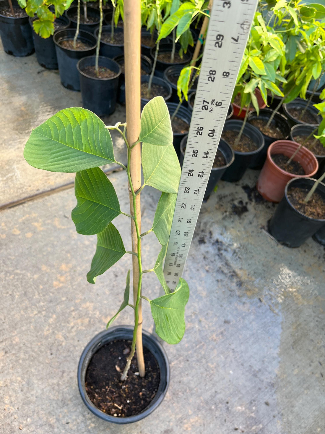 A Cherimoya live plant in a 1 gallon pot/ 2-2.5ft high with pot/seedlings