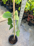 A Cherimoya live plant in a 1 gallon pot/ 2-2.5ft high with pot/seedlings