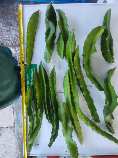 American beauty dragon fruit pitaya cutting 2-3 cuttings totaling atleast 20 inches in length