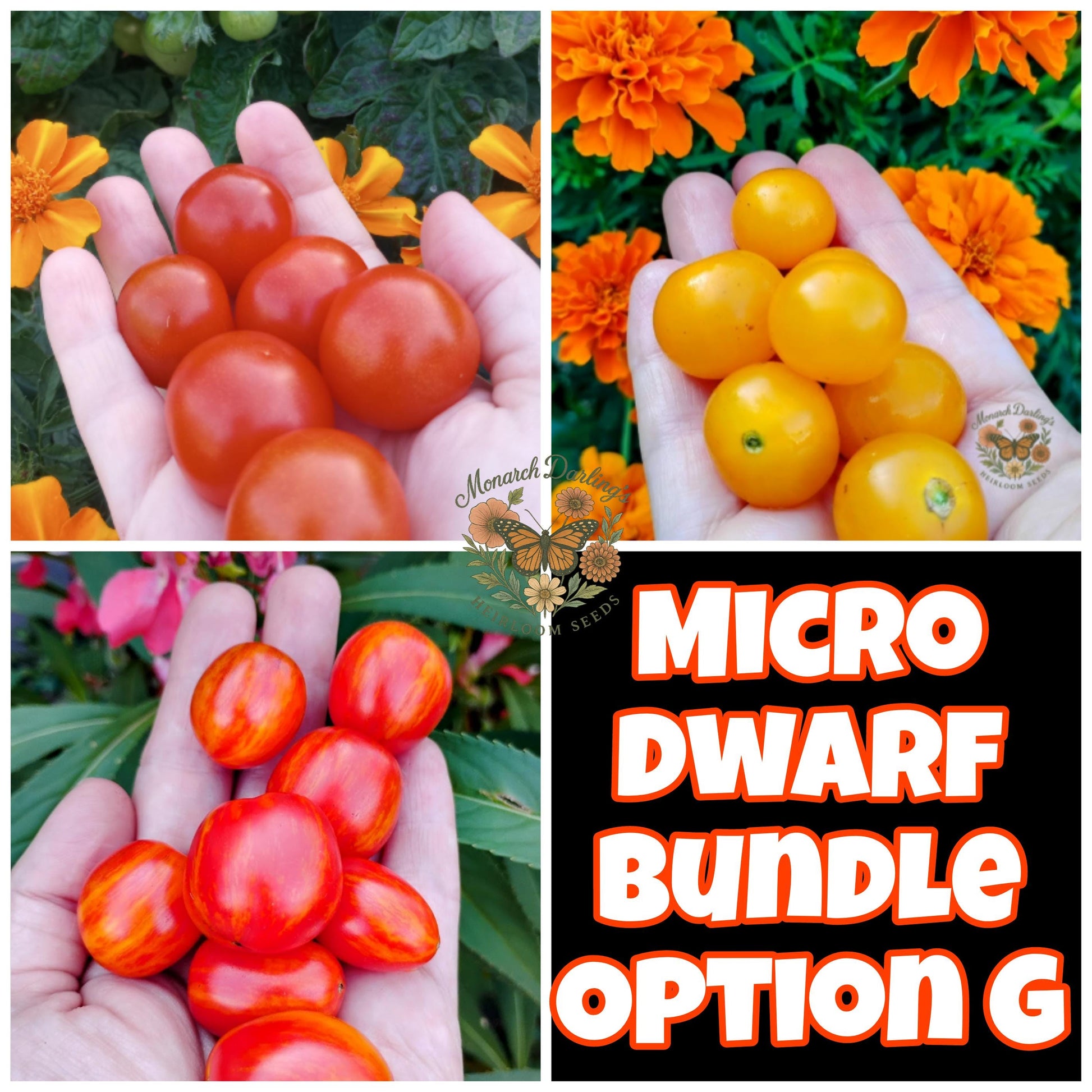 Micro Dwarf Tomato Bundles, 9 Variations, Check Description for Variation Guide.