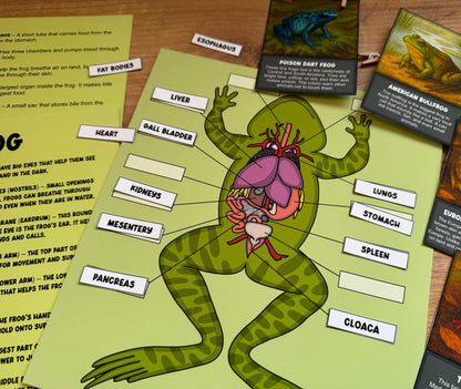 Frog Study Pack, Worksheets for Kids, Frog Life Cycle Printable, Anatomy Activities, Montessori Science Unit, Homeschool Nature Study