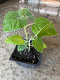 2 Cape gooseberry in a 4” pots