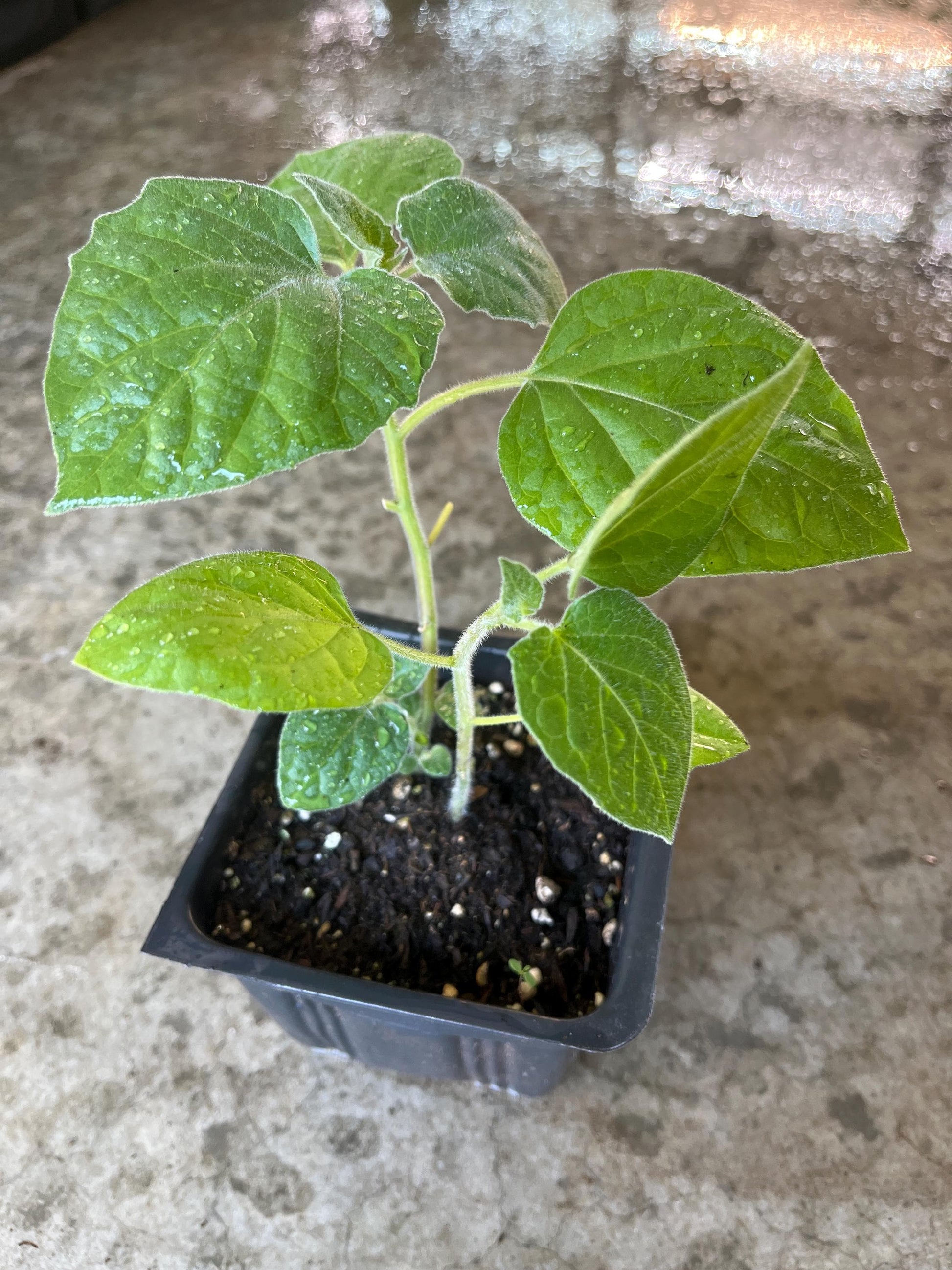 2 Cape gooseberry in a 4” pots
