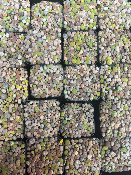 baby lithops full in the 2 inches pot .about 50-70pc.shipping with pot and soil. read description before purchasing it