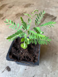 A bird of paradise starter lives in a 4’’ pot/ 8”high