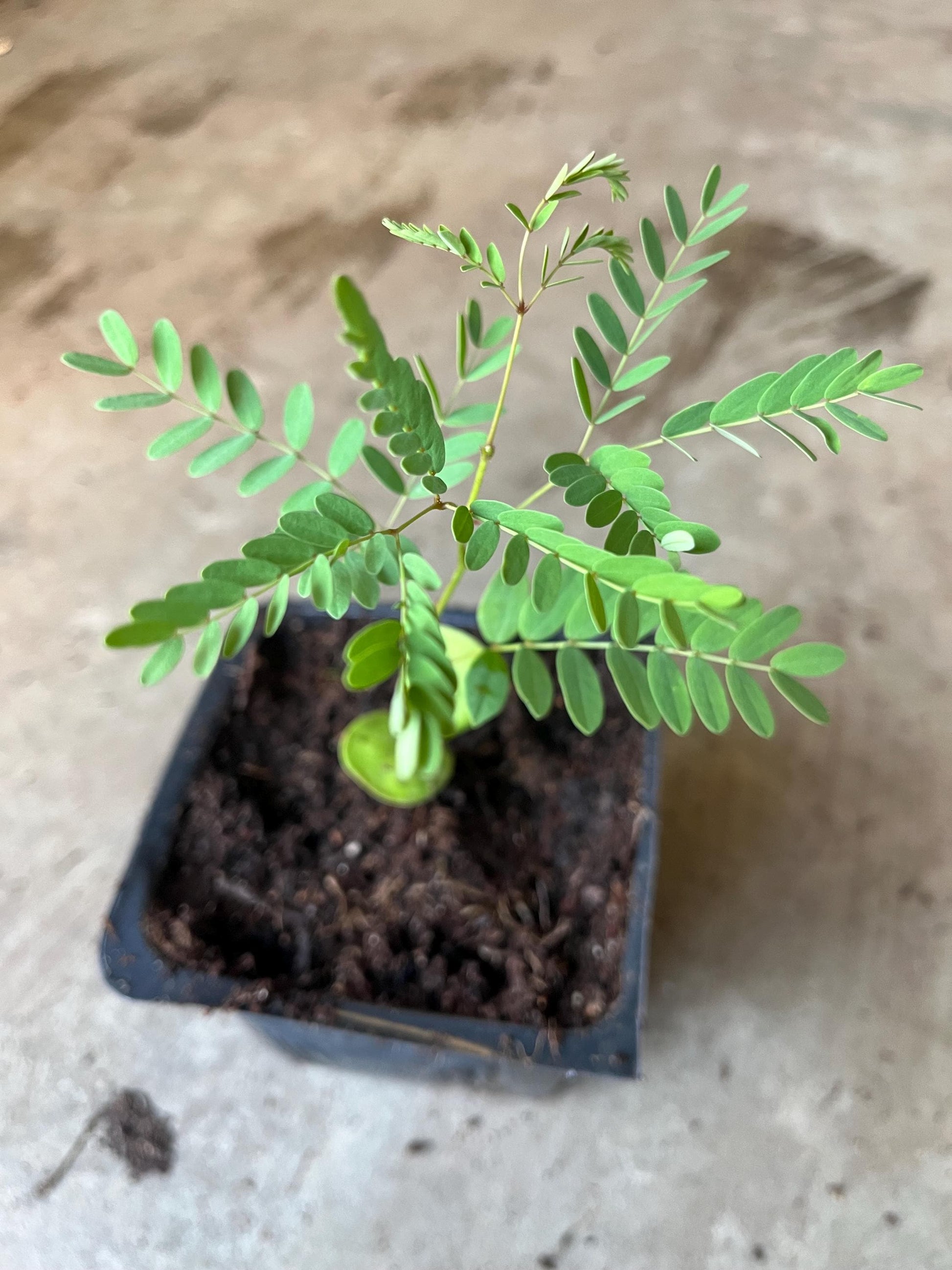 A bird of paradise starter lives in a 4’’ pot/ 8”high