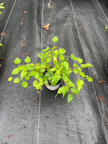 Mojo Dwarf Mulberry Tree: Compact Patio Fruit Tree (4" Pot)
