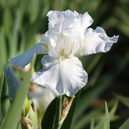 Bearded Iris Immortality - Plant Bulbs from Easy to Grow, White Flowers in Spring and Fall