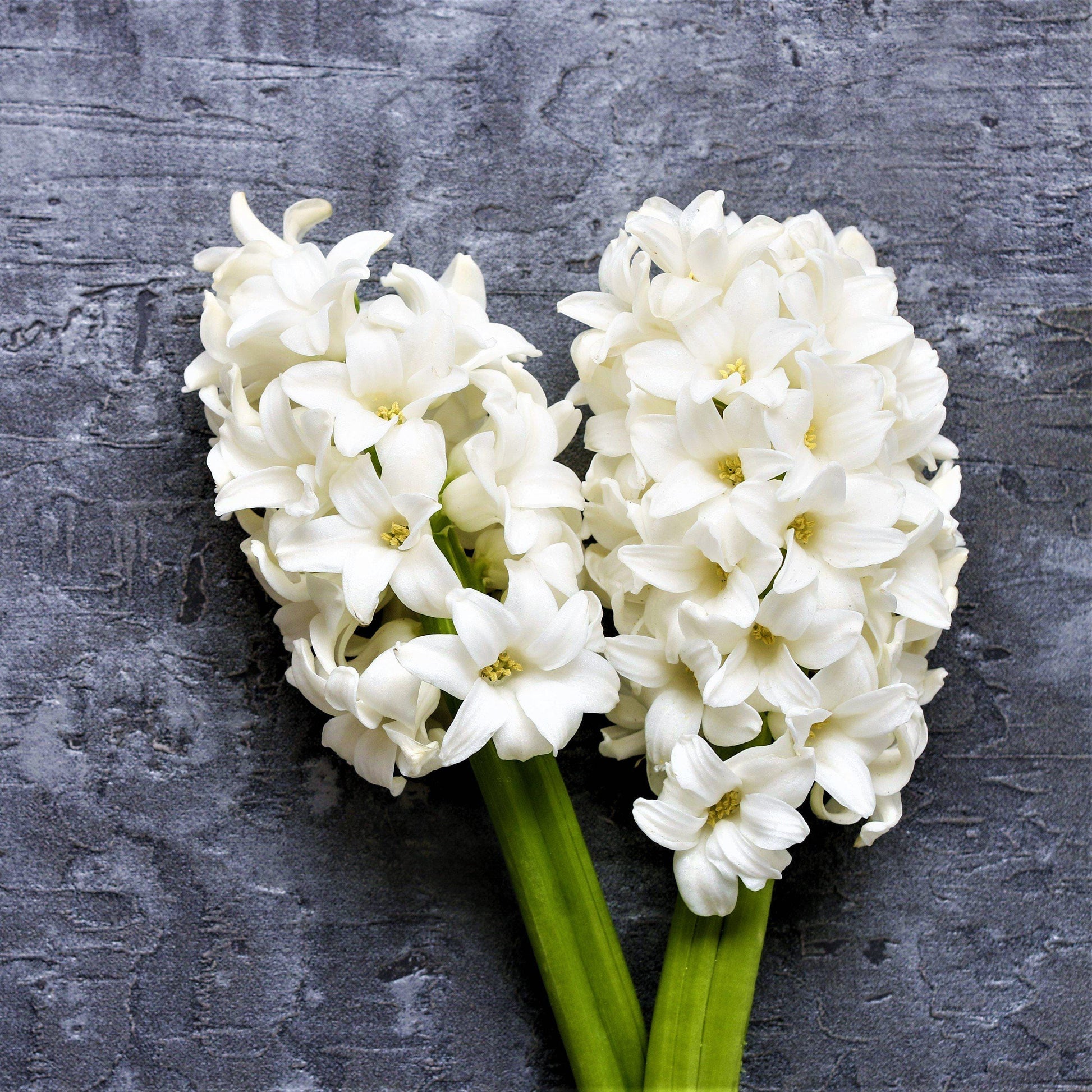 Hyacinth White Pearl 10 Flower Bulbs, Fragrant Spring Blooms Sun Outdoor Zones 4-8