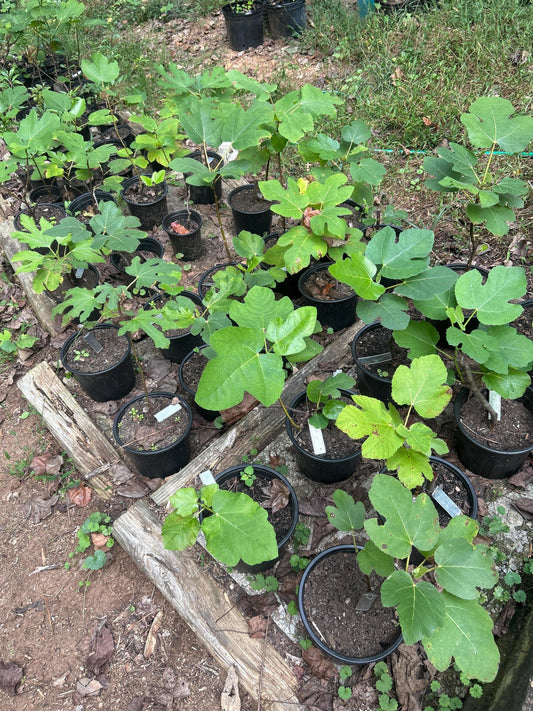 Fig Cuttings (Celeste, Brown Turkey, Lebanese Red, Chicago Hardy, Kadota, Peter's Honey)