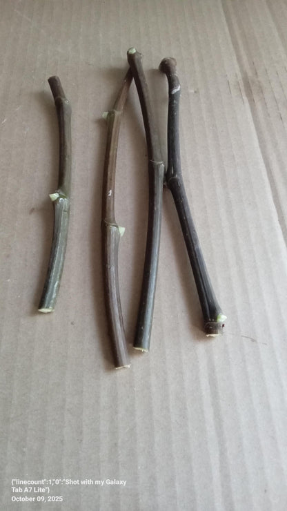Scott's Black 4pcs Fig cuttings