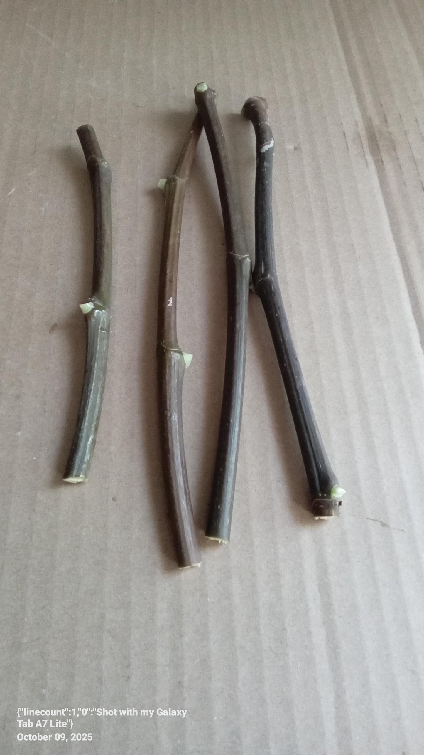 Scott's Black 4pcs Fig cuttings