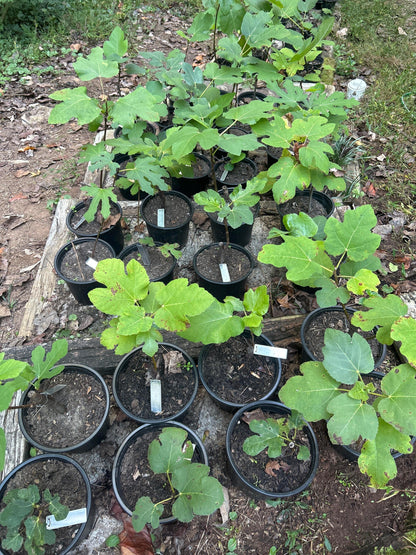 Fig Cuttings (Celeste, Brown Turkey, Lebanese Red, Chicago Hardy, Kadota, Peter's Honey)