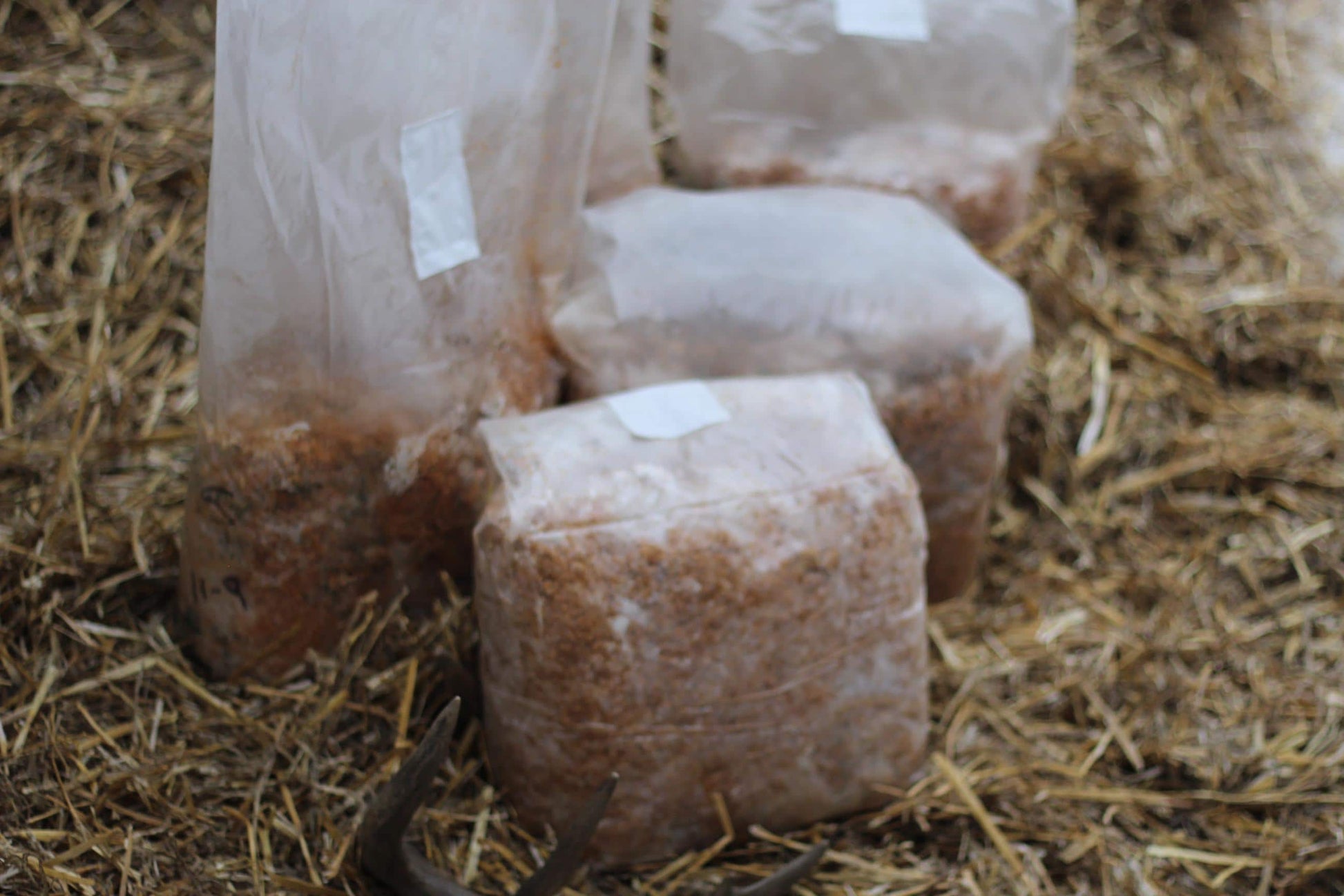 10 lb Winecap Mushroom Spawn: Organic Garden Grow Kit