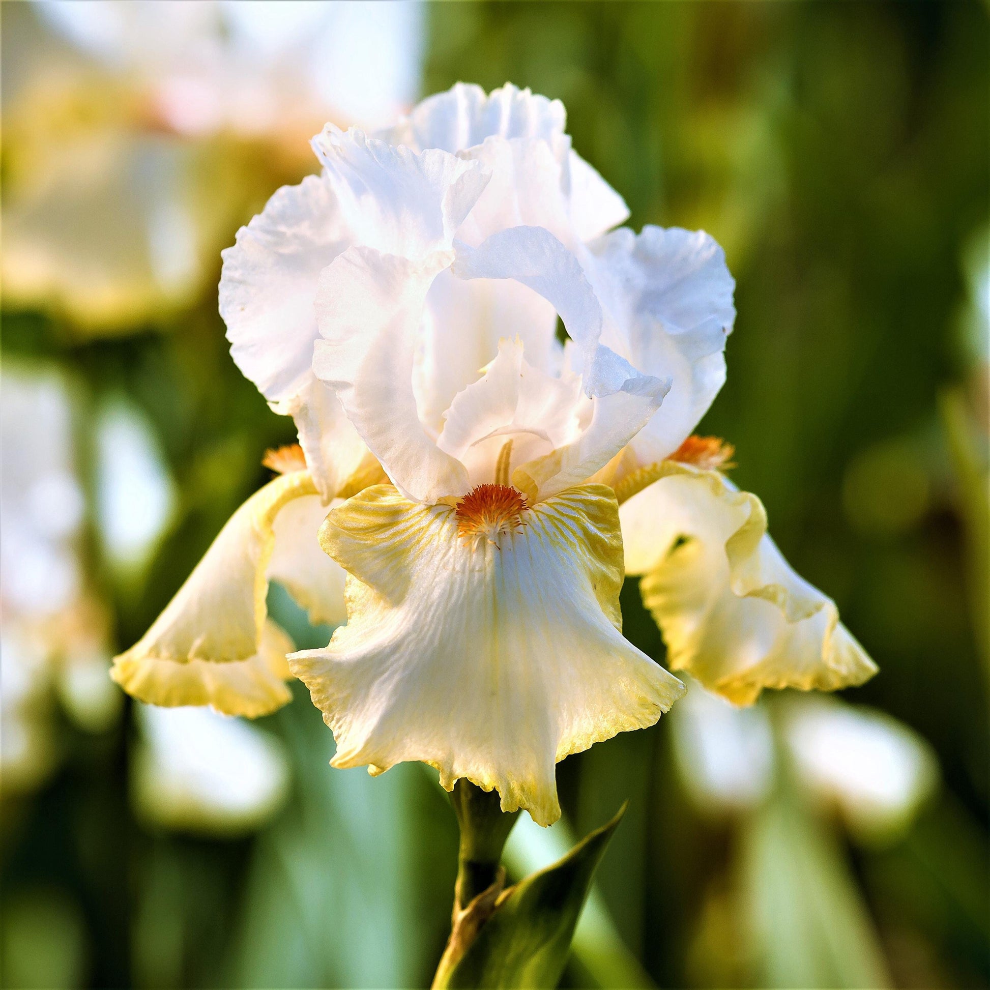 Bearded Iris Colorful Mix - Plant Bulbs from Easy to Grow, Reblooming Flowers in Spring and Fall