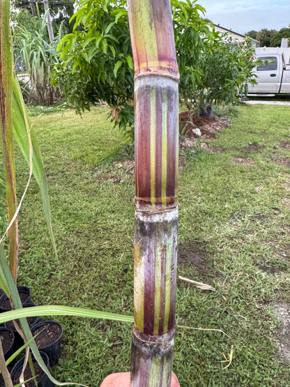 Akoki variegated sugar cane cuttings