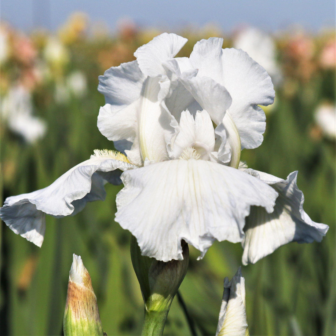 Bearded Iris Immortality - Plant Bulbs from Easy to Grow, White Flowers in Spring and Fall