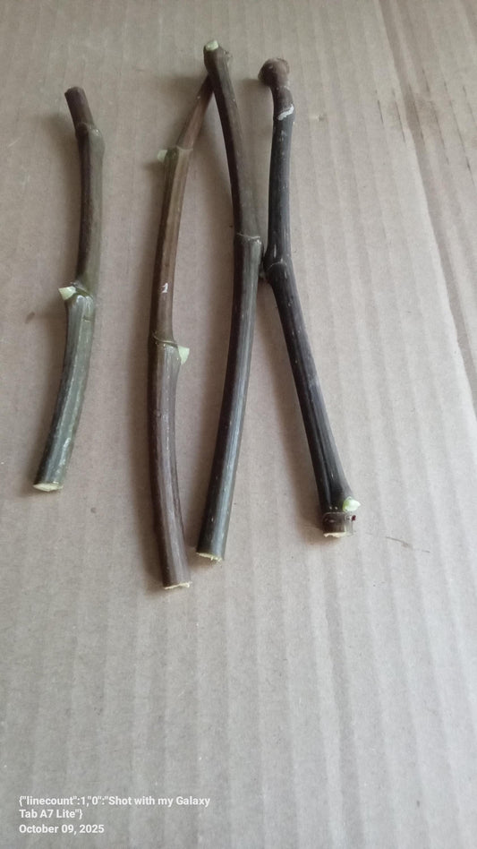 Scott's Black 4pcs Fig cuttings