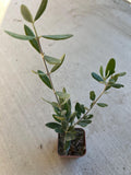 A dwarf olive live plants in a 4