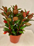Shady Lady Mae Goldfish Plant in a 4” pot, ship potted, Tropical Houseplant