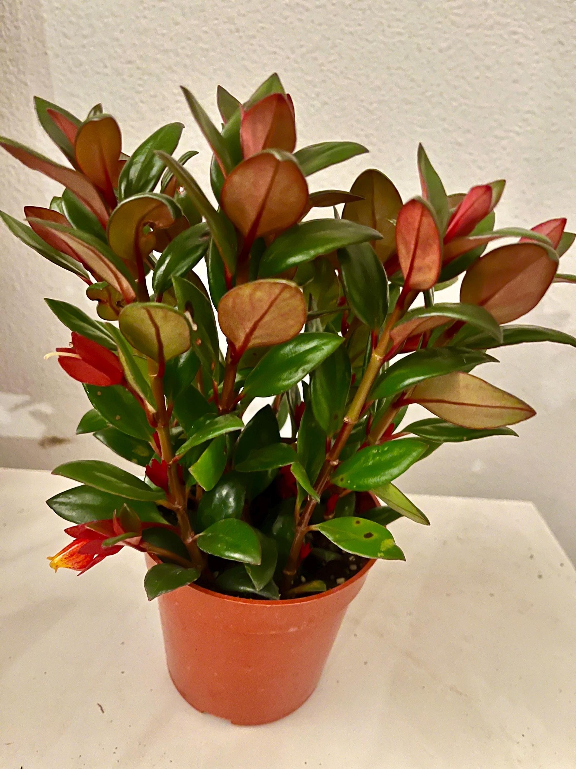 Shady Lady Mae Goldfish Plant in a 4” pot, ship potted, Tropical Houseplant