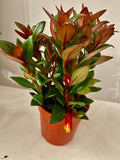 Shady Lady Mae Goldfish Plant in a 4” pot, ship potted, Tropical Houseplant