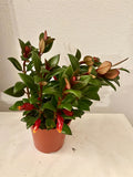 Shady Lady Mae Goldfish Plant in a 4” pot, ship potted, Tropical Houseplant