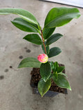 A Camellia Japonica Plant in a 4”pot / Red/white/pink