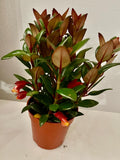 Shady Lady Mae Goldfish Plant in a 4” pot, ship potted, Tropical Houseplant
