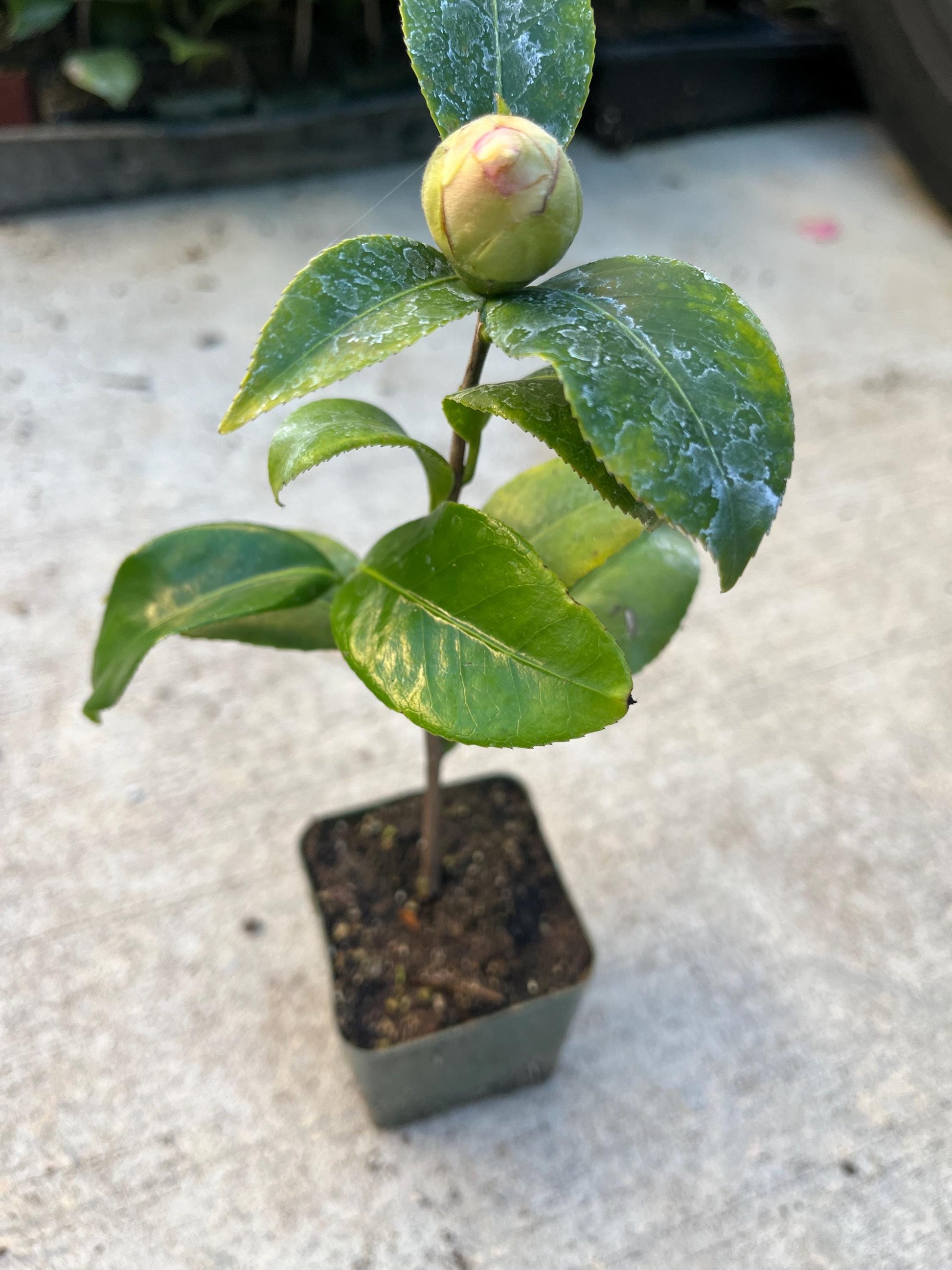 A Camellia Japonica Plant in a 4”pot / Red/white/pink