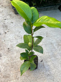 A Camellia Japonica Plant in a 4”pot / Red/white/pink