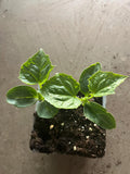 2 cucumber plants in a 4