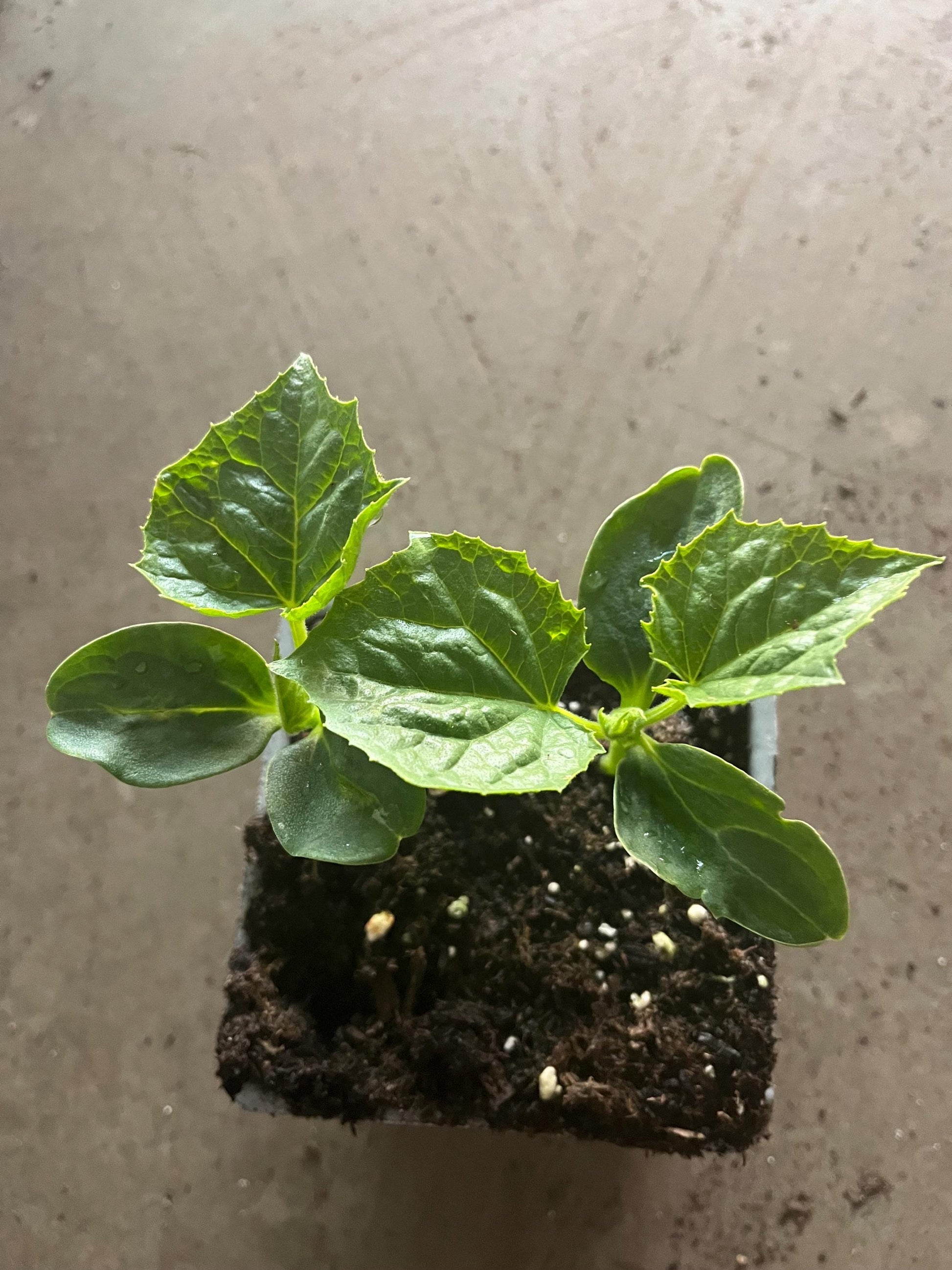 2 cucumber plants in a 4" pot /different variety of cucumbers/Japanes cucumber/ lemon cucumber/organic growth None GMO