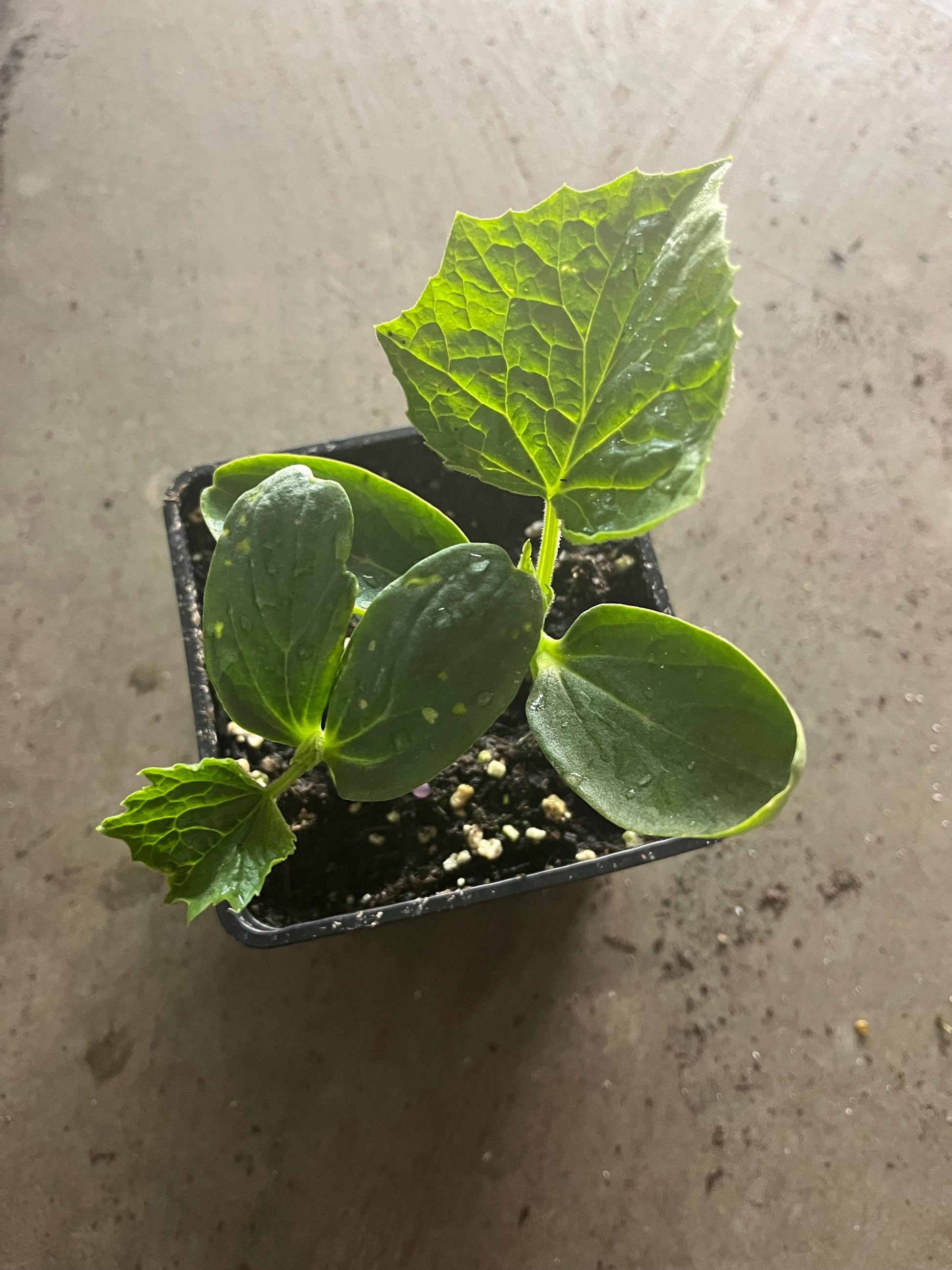 2 cucumber plants in a 4" pot /different variety of cucumbers/Japanes cucumber/ lemon cucumber/organic growth None GMO