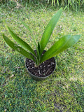 A Clivia miniata plant in 6” pots/ two options- orange-red flowers/ yellow flowers/ beautiful flowers