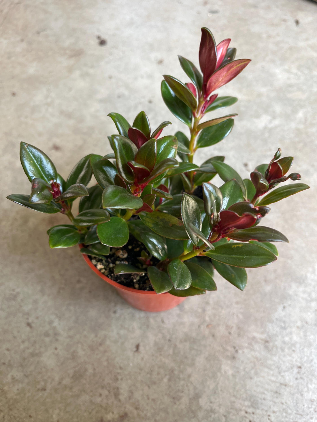 Shady Lady Mae Goldfish Plant in a 4” pot, ship potted, Tropical Houseplant