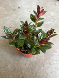 Shady Lady Mae Goldfish Plant in a 4” pot, ship potted, Tropical Houseplant