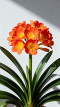 A Clivia miniata plant in 6” pots/ two options- orange-red flowers/ yellow flowers/ beautiful flowers