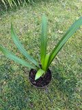A Clivia miniata plant in 6” pots/ two options- orange-red flowers/ yellow flowers/ beautiful flowers