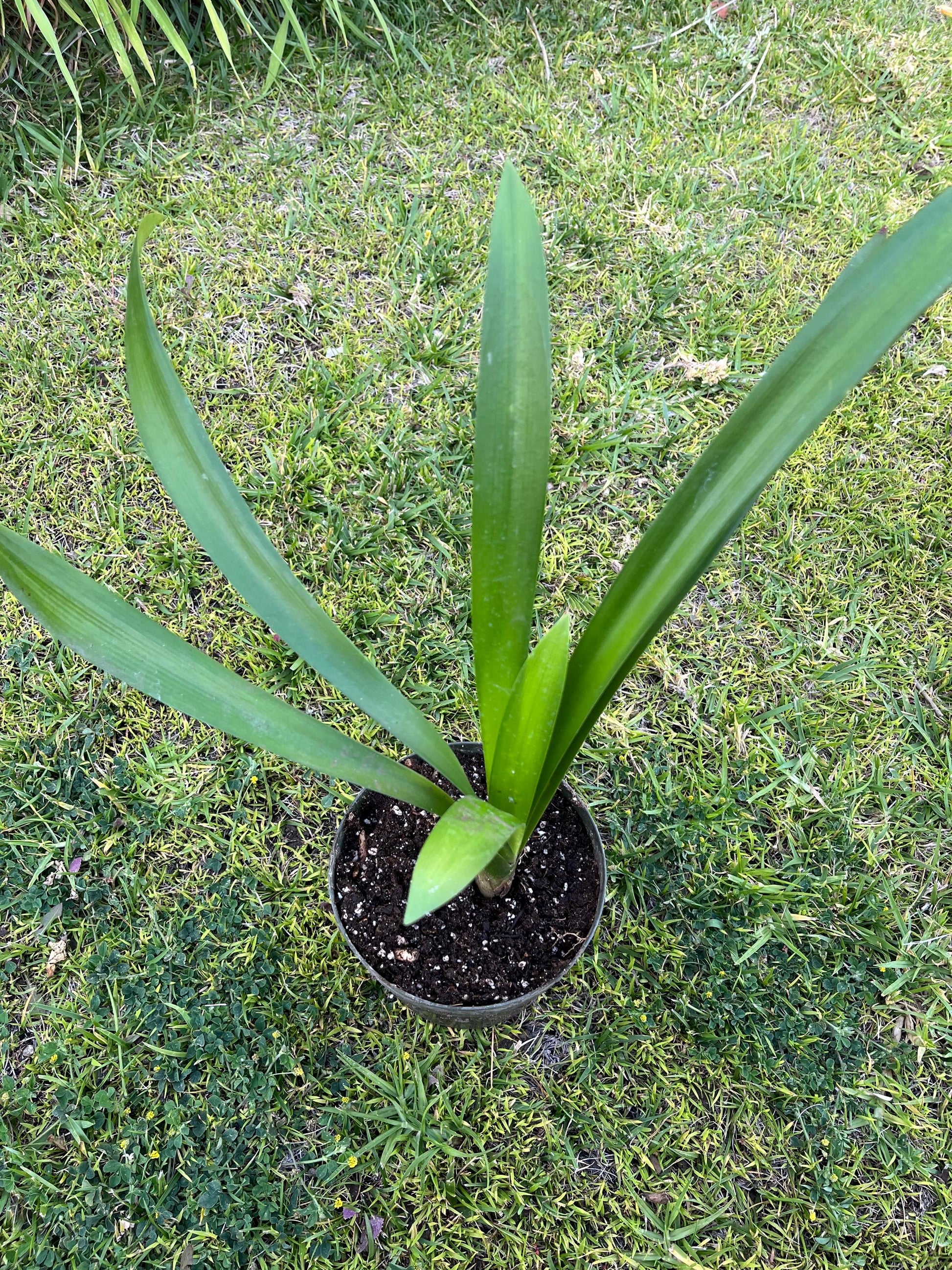 A Clivia miniata plant in 6” pots/ two options- orange-red flowers/ yellow flowers/ beautiful flowers