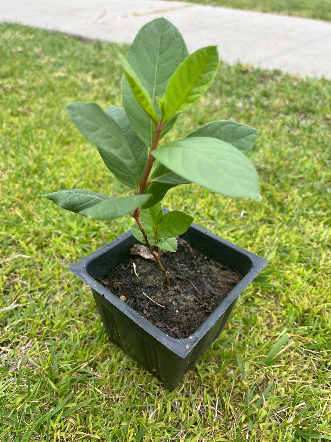 A King Kong guava tree live in a 4’’ pot/white inside / 8” tall with pot