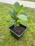 A King Kong guava tree live in a 4’’ pot/white inside / 8” tall with pot